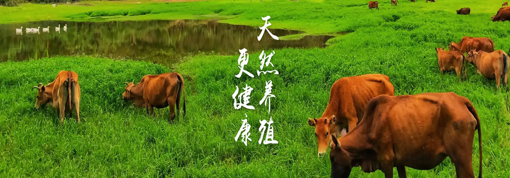 头部图片轮播