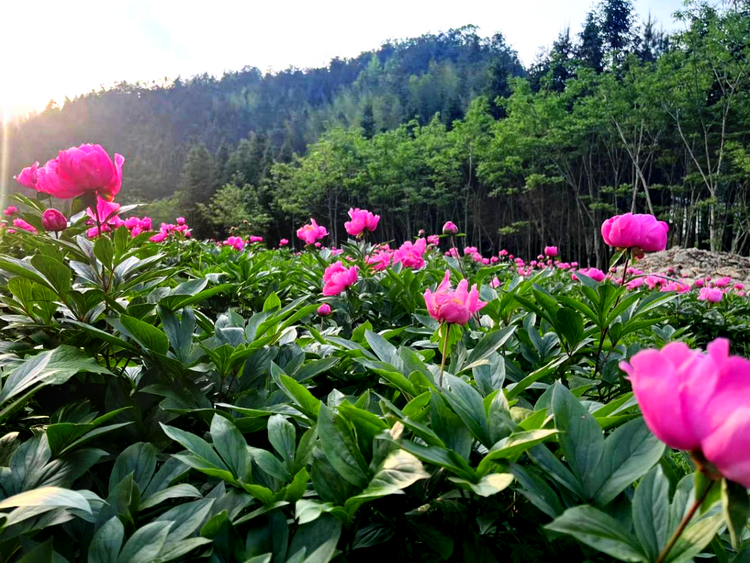 中药材种植展示